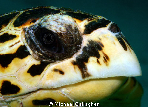 Hawksbill stare - this guy came right up to my lens port ... by Michael Gallagher 
